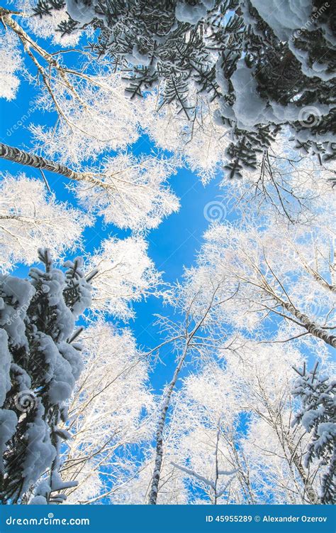 Blue Sky In Beautiful Winter Forest Stock Image Image Of Light
