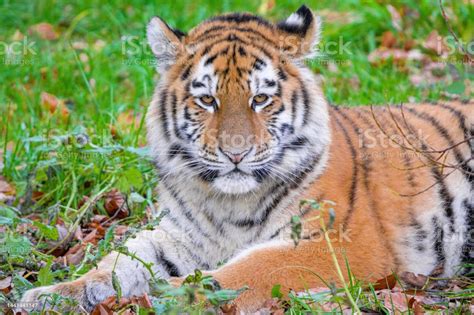 Portrait Of A Royal Bengal Tiger Alert And Staring At The Camera Tiger