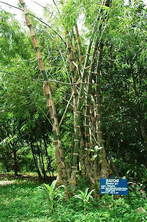 Bayog Carolina Bamboo Garden