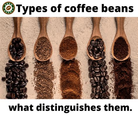 Four Types Of Coffee Beans And What Distinguishes Them Agro Beans