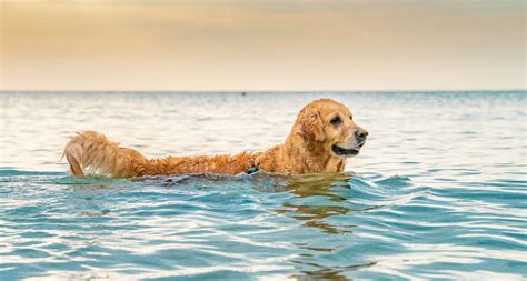 11 Dog Breeds That Love To Swim Bechewy