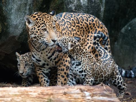 Theyre Twins Adorable Baby Jaguars Make Debut At Houston