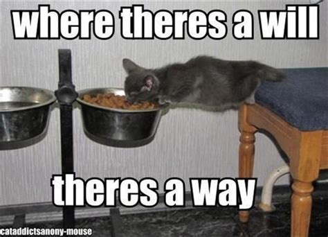 It means that if you are sufficiently determined to solve. cat eating food, funny pictures - Dump A Day