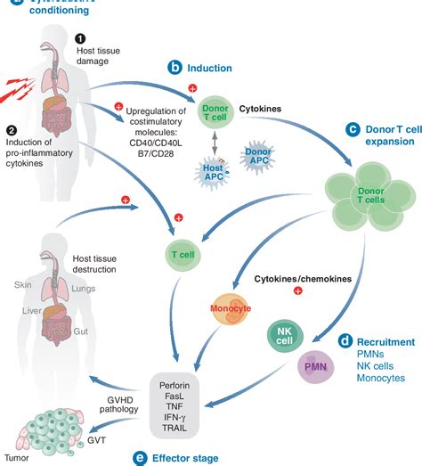 Figure From Immunobiology Of Allogeneic Hematopoietic Stem Cell