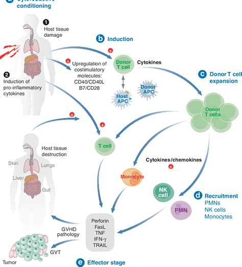 figure 1 from immunobiology of allogeneic hematopoietic stem cell transplantation semantic