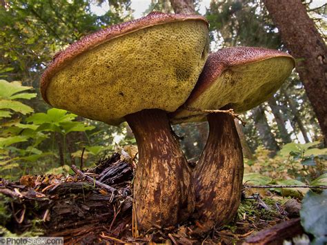 Admirable Boletus Mirabilis Mushroom Fungi Grows In Alpine Lakes