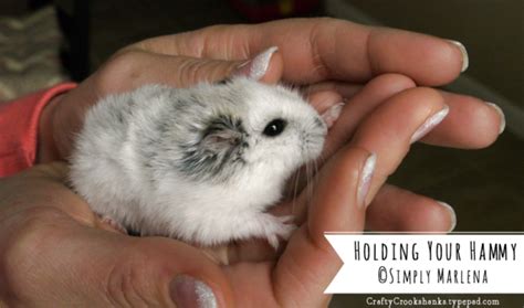 Roborovski Dwarf Hamster 101 Essential Basics Care And