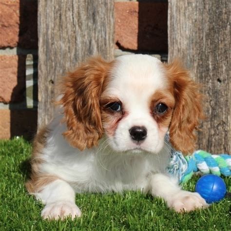 Cavalier king charles spaniel puppies for sale. 5211788_large-resize