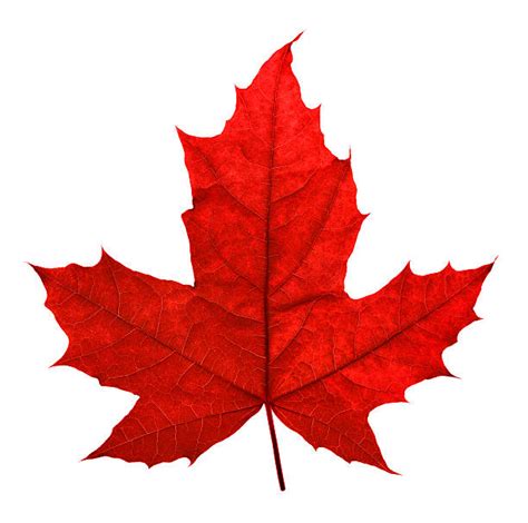 Maple Leaf Pictures Images And Stock Photos Istock