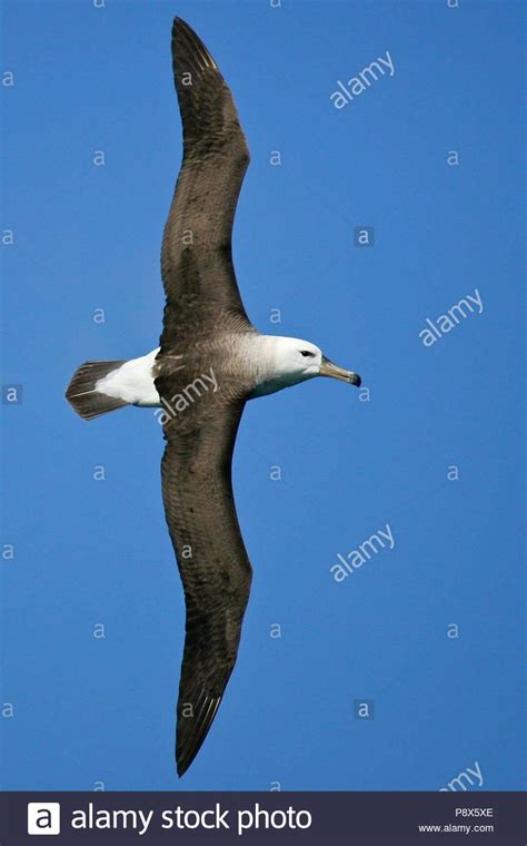 Black Browed Albatross Thalassarche Melanophris Flying Kaikoura New