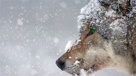 무료 이미지 경치 눈 감기 겨울 서리 야생 생물 녹색 날씨 포유 동물 늑대 육식 동물 시즌 꿰뚫는