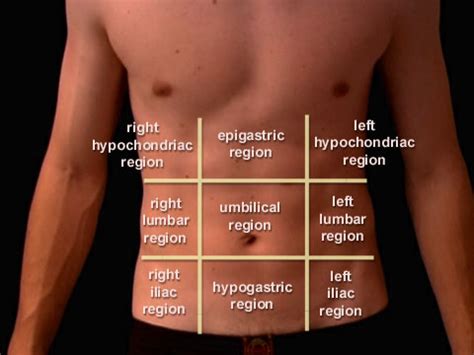 This will be useful if you plan to enter a healthcare profession such as nursing, in which you'll refer to these quadrants when performing assessments or documenting. Module - Abdominal Viscera Basics