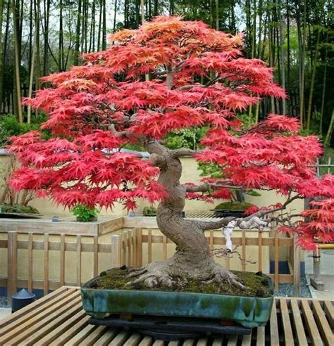 Red Maple Acer Rubrum Bonsai Trees Seeds Ebay