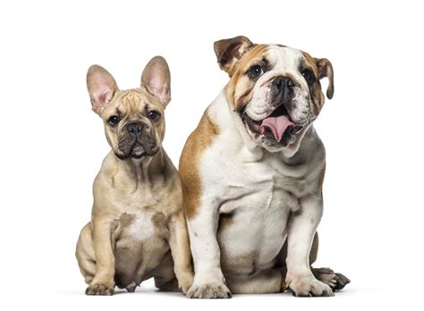 15 Types Of Bulldog Breeds The Ultimate Guide