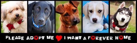 Please Adopt Me I Want A Forever Home Animal Shelter Dog Adoption
