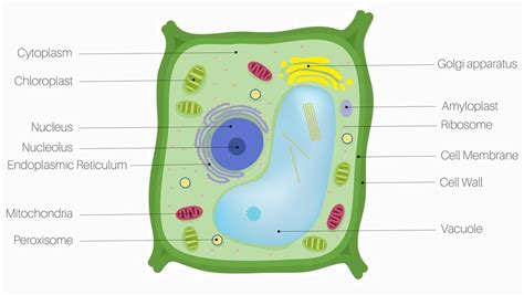 Diagram Of Chloroplast For Class 9th Diagramaica