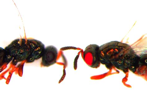 Red Eyed Mutant Wasp Made In A Lab Wired Uk
