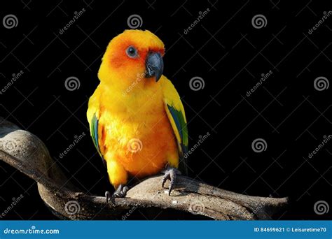 Sun Conure Beautiful Yellow Parrot Bird Stock Image Image Of Conure