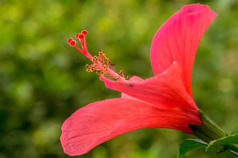 The Granary | The Benefits of Hibiscus Tea