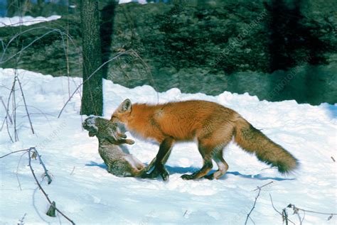 Red Fox With Rabbit Prey Stock Image Z9320383 Science Photo Library