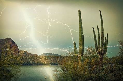 Bolt By Lisa S Baker Lightning Desert Water Cactus Cacti