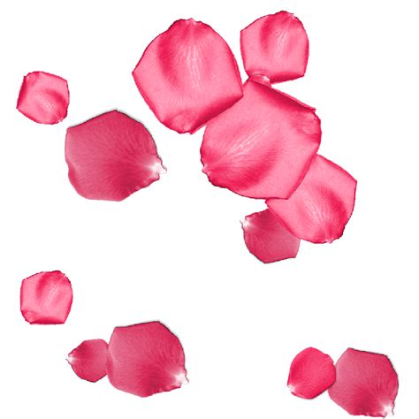 Rose Petals Pink Free  On Pixabay