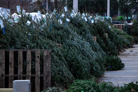 Start studying empfangsbestätigung und zahlungsanzeige. Christmas Trees Katy Tx : Residential Lighting ...