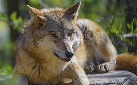 Download Wallpaper 3840x2400 Wolf Animal Predator Glance Wildlife