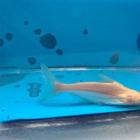 Albino Iridescent Shark For Sale Exotic Fish Shop 774 400 4598