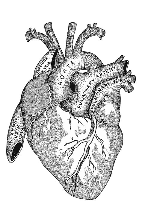 A Study Of The Heart On Behance Heart Illustration Heart Drawing