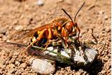 Images of A Cicada Killer Wasp