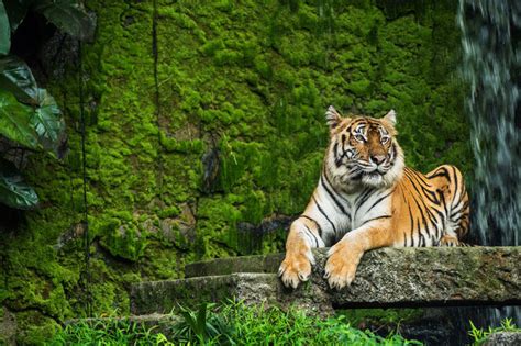 Book Your Safari Online To Bandhavgarh National Park Bandhavgrah
