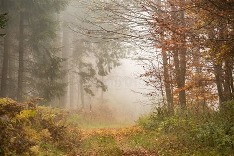 Morning Fog Forest Stock Image Image Of Pathway Landscape 61722455