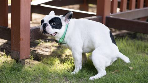 Why Your Dog Eats Poop And How To Get Them To Stop