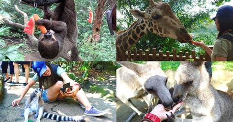 Koleksi satwa atau hewan di lembang park and zoo cukup beragam mulai dari jenis unggas, burung hingga reptil yang berasal dari dalam maupun luar negeri. 5 Hal yang Kebun Binatang Singapura Lakukan Lebih Baik ...