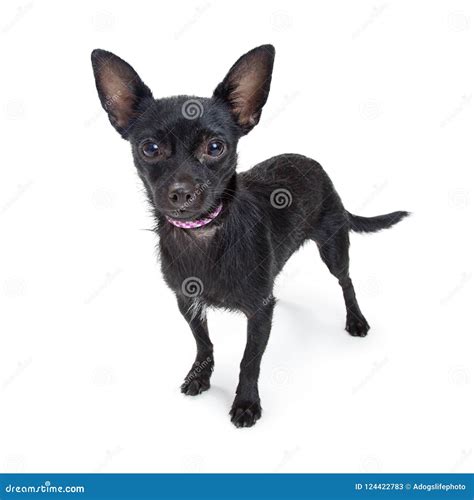 Black Chihuahua Dog Isolated Standing Stock Image Image Of Standing