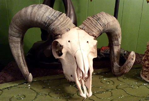 Real Ram Skull Curled Horns Taxidermy Bone Rare Oddity With Images