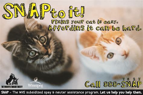 Yes, pregnant cats can be spayed at no additional cost. Spay and Neuter Assistance (SNAP) The Winnipeg Humane ...