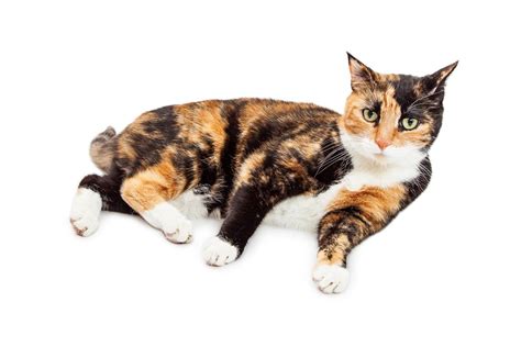 Calico Cat Personality More Than Meets The Eye Catastic