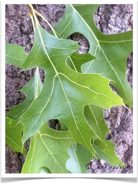 Pin Oak Quercus Palustris Leaves Tree Service By Boulder Tree Care