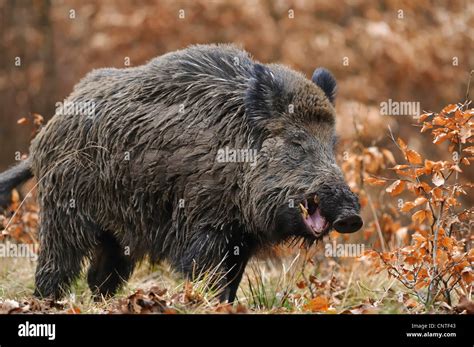 Wild Boar Pig Wild Boar Sus Scrofa Male Standing In Beech Forest