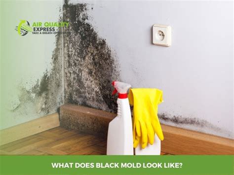 What Does Black Mold Look Like Identifying And Treating It Before It
