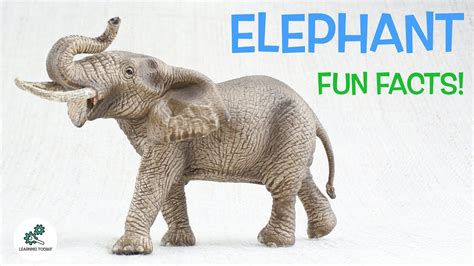 Enjoy free shipping on most stuff, even big stuff. ELEPHANT FACTS! | Fun & Educational | For Kids | Best ...
