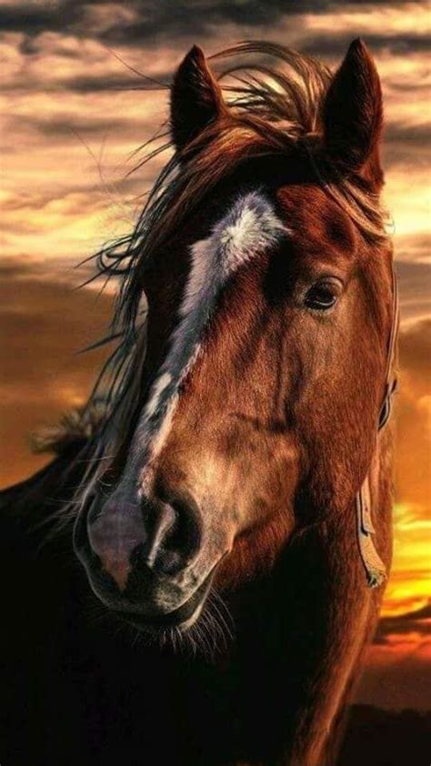 'who knew when i told this horse to smile, he would!' Nice head shot | Fotos de caballos hermosos, Fotografía de caballos, Fotos de caballos