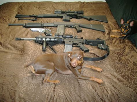 Puppies for sale listings from the best gun dog breeders, trainers and kennels. Dogs with Guns - Off-Topic - Comic Vine