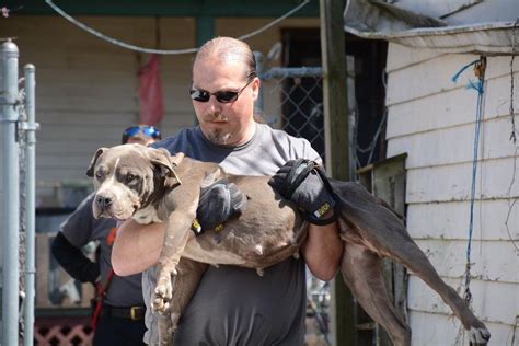 64 Dogs Seized In Raid Of Suspected Quad Cities Dog Fighting Ring