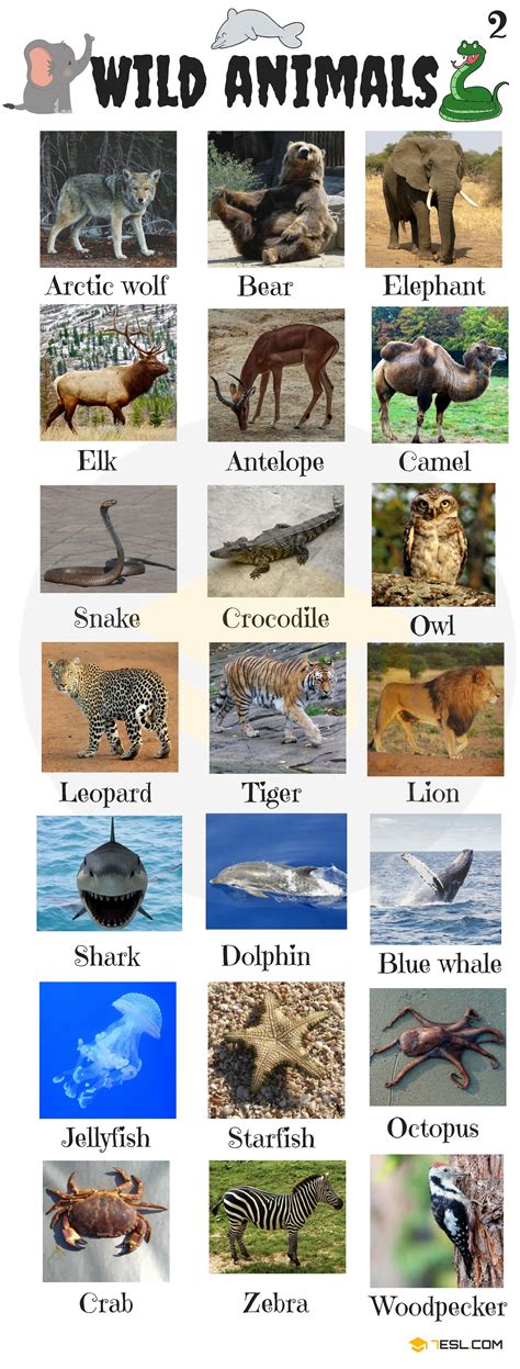 Animal Names Types Of Animals With List And Pictures 7 E S L Animals