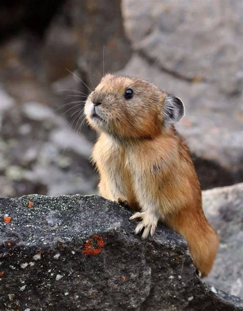 The Pika Pixdaus I Love This Adorable Little Guy Wish It Said
