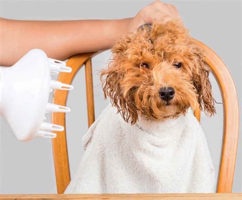 5 Dog Cleaning Tips Dogslife Dog Breeds Magazine