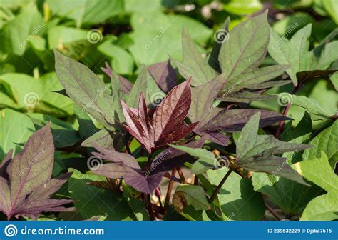 Color Gradation Of Sweet Potato Ipomoea Batatas Leaves Called Ubi